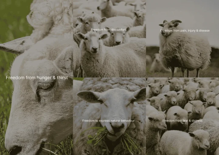 Collage of healthy sheep illustrating animal welfare standards